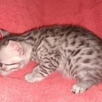 Egyptian Mau kitten female DOB 2-27-21