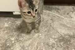 Maui Egyptian Mau Male female #2 DOB 3-11-17