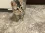 Maui Egyptian Mau Male female #2 DOB 3-11-17