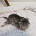Egyptian Mau, silver, Male DOB 3-11-17
