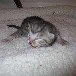 Egyptian Mau, silver, Male DOB 3-11-17