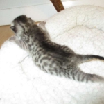 Egyptian Mau, silver, Male DOB 3-11-17