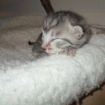 Egyptian Mau, silver, Male DOB 3-11-17