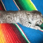Maui, Egyptian Mau, silver, Male DOB 3-11-17