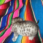 Maui, Egyptian Mau, silver, Male DOB 3-11-17