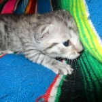 Maui, Egyptian Mau, silver, Male DOB 3-11-17