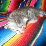 Maui, Egyptian Mau, silver, Male DOB 3-11-17