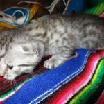 Maui, Egyptian Mau, silver, Male DOB 3-11-17