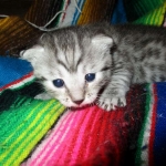 Maui, Egyptian Mau, silver, Male DOB 3-11-17