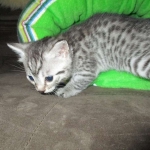Maui, Egyptian Mau, silver, Male DOB 3-11-17