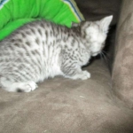 Maui, Egyptian Mau, silver, Male DOB 3-11-17