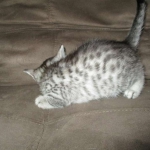 Maui, Egyptian Mau, silver, Male DOB 3-11-17