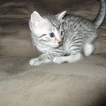 Maui, Egyptian Mau, silver, Male DOB 3-11-17
