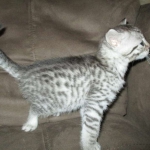 Maui, Egyptian Mau, silver, Male DOB 3-11-17