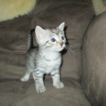 Maui, Egyptian Mau, silver, Male DOB 3-11-17