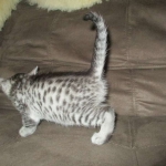 Maui, Egyptian Mau, silver, Male DOB 3-11-17