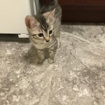 Maui, Egyptian Mau, silver, Male DOB 3-11-17