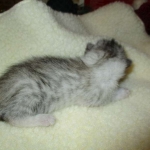 Egyptian Mau, Silver Female, DOB 3-17-17