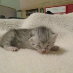 Egyptian Mau, Silver Female, DOB 3-17-17