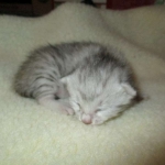 Egyptian Mau, Silver Female, DOB 3-17-17