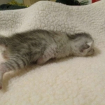 Egyptian Mau, Silver Female, DOB 3-17-17