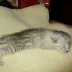 Egyptian Mau, Silver Female, DOB 3-17-17