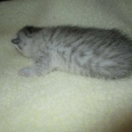 Egyptian Mau, Silver Female, DOB 3-17-17