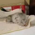 Egyptian Mau, Silver Female, DOB 3-17-17