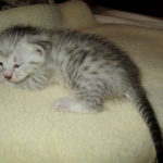 Egyptian Mau, Silver Female, DOB 3-17-17