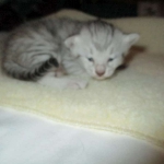 Egyptian Mau, Silver Female, DOB 3-17-17