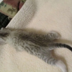 Egyptian Mau, Silver Female, DOB 3-17-17