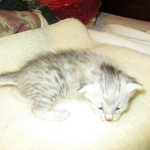 Egyptian Mau, Silver Female, DOB 3-17-17