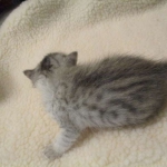 Egyptian Mau, Silver Female, DOB 3-17-17