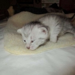 Egyptian Mau, Silver Female, DOB 3-17-17