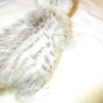 Egyptian Mau, Silver Female, DOB 3-17-17