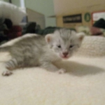 Egyptian Mau, Silver Female, DOB 3-17-17