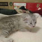 Egyptian Mau, Silver Female, DOB 3-17-17