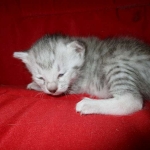 Egyptian Mau, Silver Female, DOB 3-17-17