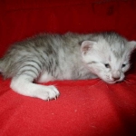 Egyptian Mau, Silver Female, DOB 3-17-17