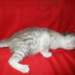 Egyptian Mau, Silver Female, DOB 3-17-17