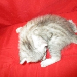 Egyptian Mau, Silver Female, DOB 3-17-17