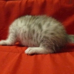 Egyptian Mau, Silver Female, DOB 3-17-17