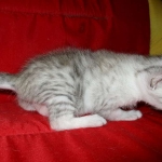 Egyptian Mau, Silver Female, DOB 3-17-17