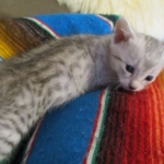 Egyptian Mau, Silver Female, DOB 3-17-17