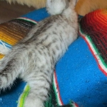 Egyptian Mau, Silver Female, DOB 3-17-17