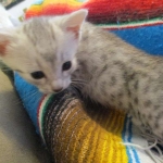 Egyptian Mau, Silver Female, DOB 3-17-17