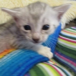 Egyptian Mau, Silver Female, DOB 3-17-17