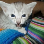 Egyptian Mau, Silver Female, DOB 3-17-17