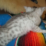 Egyptian Mau, Silver Female, DOB 3-17-17