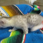 Egyptian Mau, Silver Female, DOB 3-17-17
